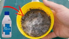 [ID: b9MQtHOibVk] Youtube Automatic