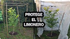 [ID: B9WX0o4EaVI] Youtube Automatic