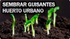 [ID: bcRw9Mpr5R8] Youtube Automatic