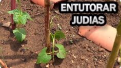 [ID: BxNwsCClw3Y] Youtube Automatic