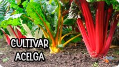 [ID: c5-HlReHqSk] Youtube Automatic