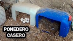 [ID: c74usZfQfT8] Youtube Automatic