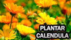 [ID: C86yt9ZmJ4g] Youtube Automatic