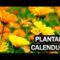 [ID: C86yt9ZmJ4g] Youtube Automatic