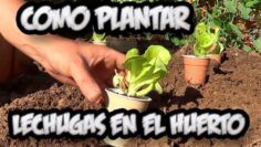 [ID: cBpXZnxkrKw] Youtube Automatic