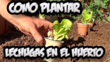 [ID: cBpXZnxkrKw] Youtube Automatic