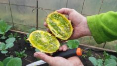 [ID: cG2hSUfSqm0] Youtube Automatic