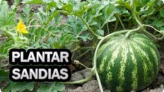 [ID: cH7Axgp9P3U] Youtube Automatic