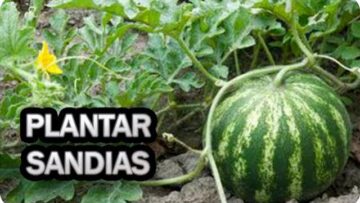 [ID: cH7Axgp9P3U] Youtube Automatic