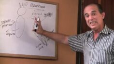 [ID: cHQxDHf3tz8] Youtube Automatic