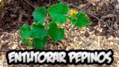 [ID: CL4aRq91wRg] Youtube Automatic