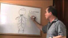 [ID: cNdkTkyqJEA] Youtube Automatic