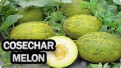 [ID: cPHpMLWVsRs] Youtube Automatic