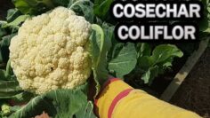 [ID: cwsWKuwp19E] Youtube Automatic