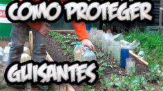 [ID: DAD1LSszK28] Youtube Automatic