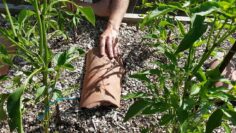 [ID: DeQk5Ek3iPo] Youtube Automatic