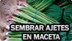 [ID: DFKLAoTF-Zw] Youtube Automatic