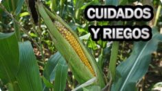 [ID: DfqOVwrSWvg] Youtube Automatic