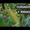 [ID: DfqOVwrSWvg] Youtube Automatic