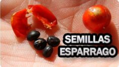 [ID: dhxscV3igtw] Youtube Automatic