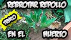 [ID: dITmeRhPqLE] Youtube Automatic