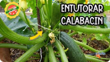 [ID: dsWJcpjR2K4] Youtube Automatic