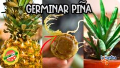 [ID: -e2-xGwCHK8] Youtube Automatic