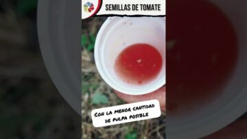 [ID: EeZ7vGHom30] Youtube Automatic