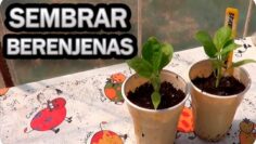 [ID: EjmOxyxlAWM] Youtube Automatic