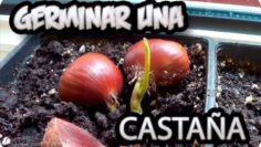 [ID: ElX7Uv4rZ-M] Youtube Automatic