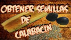 [ID: En6oOJu1Hgk] Youtube Automatic