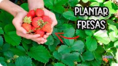 [ID: Eso5XWRfHaM] Youtube Automatic