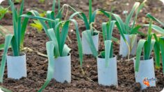 [ID: EUvYe3kWfZI] Youtube Automatic