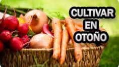 [ID: f8k90w0zK7U] Youtube Automatic