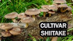 [ID: fHwoyMGG8Io] Youtube Automatic