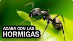 [ID: FPtbciOOA9I] Youtube Automatic