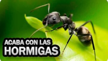 [ID: FPtbciOOA9I] Youtube Automatic