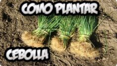 [ID: FsAbqac7d_o] Youtube Automatic