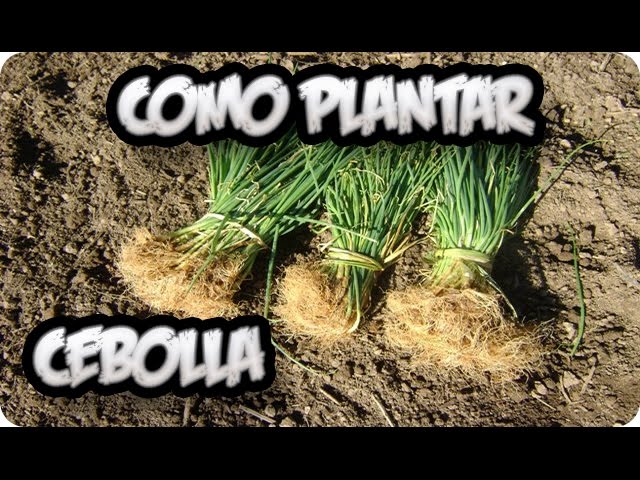 Precargar imagen