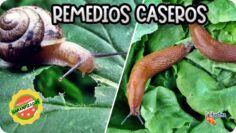 [ID: FsQDOoBcOtY] Youtube Automatic