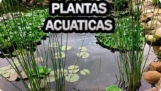 [ID: _g-t0Q0gVDk] Youtube Automatic
