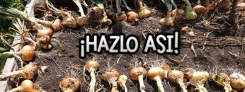 [ID: G5HJzsVlUm8] Youtube Automatic