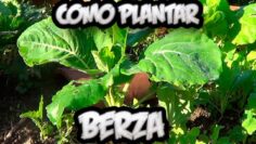 [ID: GFLa5GXSTn0] Youtube Automatic