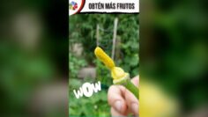 [ID: gGd8n050wXw] Youtube Automatic