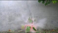 [ID: GkvCl-JM9CM] Youtube Automatic