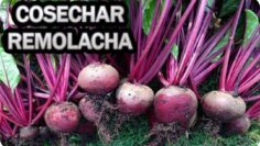 [ID: glQDFWd47mQ] Youtube Automatic