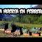 [ID: gN9g6H9Omxs] Youtube Automatic
