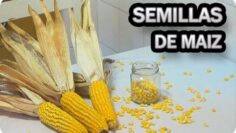 [ID: GSY3LV9-uGg] Youtube Automatic