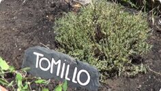 [ID: gTMRnvKvhAY] Youtube Automatic