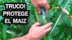 [ID: gxQ0t2dWPHw] Youtube Automatic